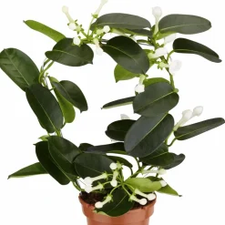 Kranzschlinge, Stephanotis floribunda, Blütenfarbe: weiß
