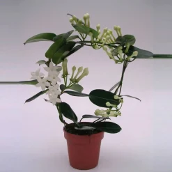 Kranzschlinge, Stephanotis floribunda, Blütenfarbe: weiß
