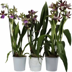Orchidee, Zygopetalum Hybriden, Blütenfarbe: mehrfarbig