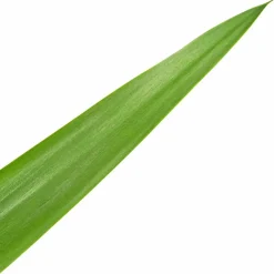 Palmlilie, Yucca elephantipes, im Kunststoff-Kulturtopf