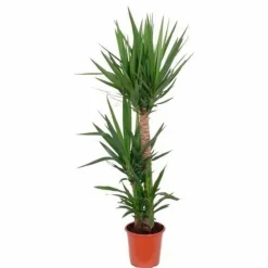 Palmlilie, Yucca elephantipes, im Kunststoff-Kulturtopf