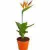 Paradiesvogelblume, Strelitzia reginae »Kunstblüte«, Blütenfarbe: orange