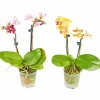 Schmetterlingsorchidee, Phalaenopsis hybride, Blüte: mehrfarbig, im Topf