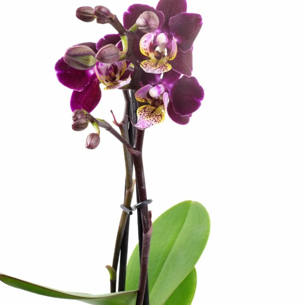 Schmetterlingsorchidee, Phalaenopsis hybride, Blüte: mehrfarbig, im Topf