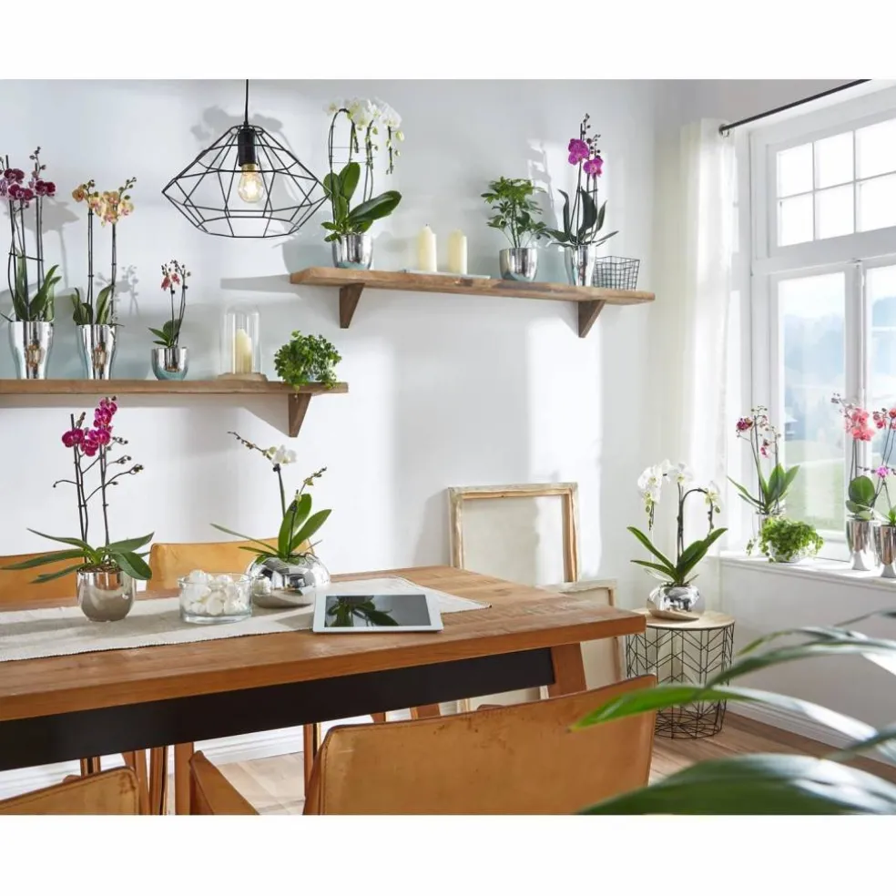 Schmetterlingsorchidee, Phalaenopsis hybride, Blüte: mehrfarbig, im Topf