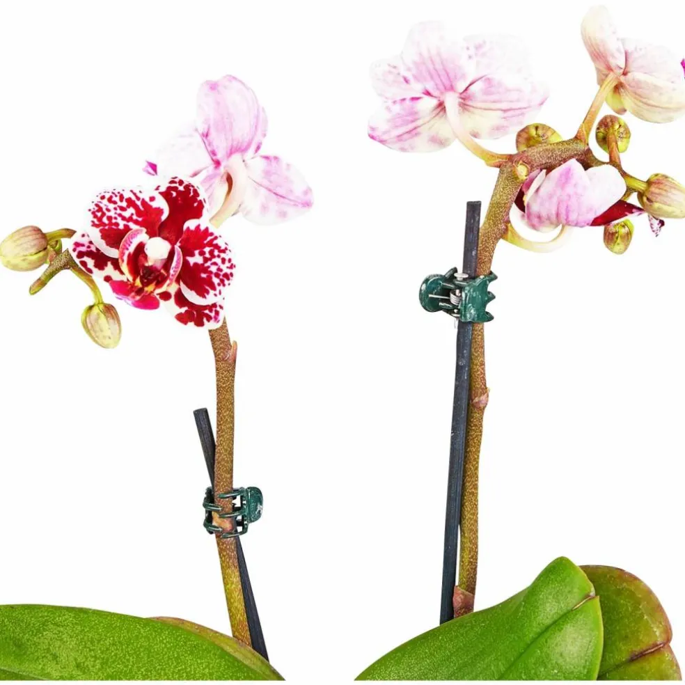 Schmetterlingsorchidee, Phalaenopsis hybride, Blüte: mehrfarbig, im Topf