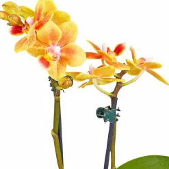 Schmetterlingsorchidee, Phalaenopsis hybride, Blüte: mehrfarbig, im Topf