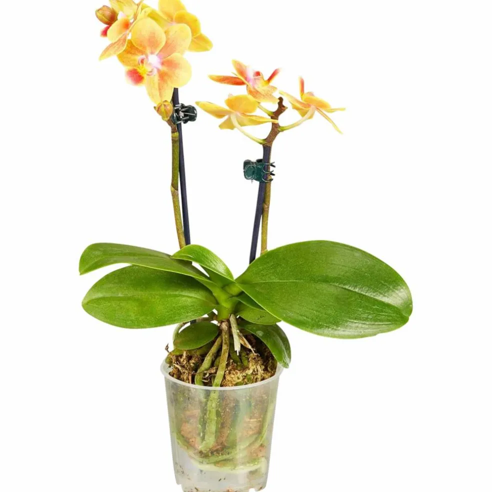Schmetterlingsorchidee, Phalaenopsis hybride, Blüte: mehrfarbig, im Topf
