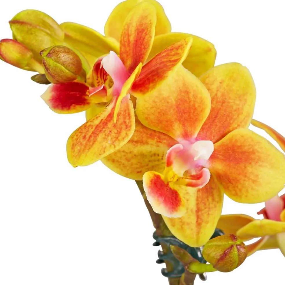 Schmetterlingsorchidee, Phalaenopsis hybride, Blüte: mehrfarbig, im Topf