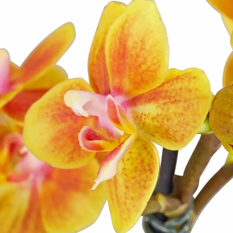 Schmetterlingsorchidee, Phalaenopsis hybride, Blüte: mehrfarbig, im Topf