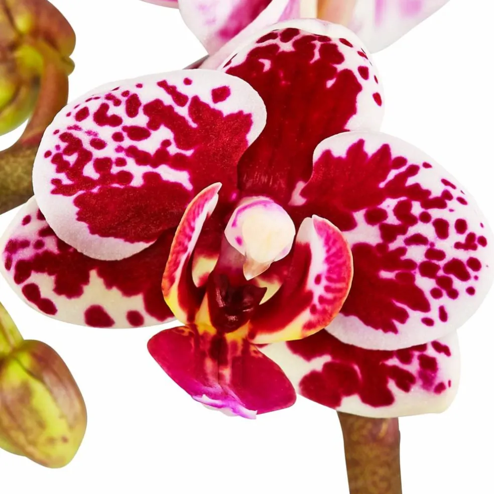 Schmetterlingsorchidee, Phalaenopsis hybride, Blüte: mehrfarbig, im Topf