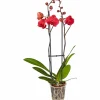 Schmetterlingsorchidee, Phalaenopsis hybrid, Blüte: orange, im Topf