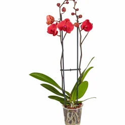 Schmetterlingsorchidee, Phalaenopsis hybrid, Blüte: orange, im Topf
