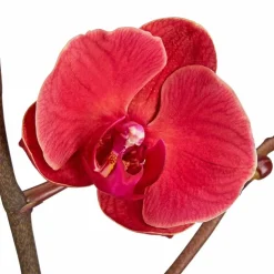 Schmetterlingsorchidee, Phalaenopsis hybrid, Blüte: orange, im Topf