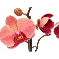 Schmetterlingsorchidee, Phalaenopsis hybrid, Blüte: orange, im Topf