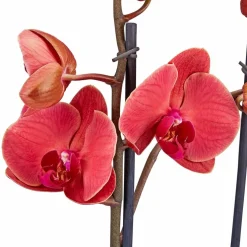 Schmetterlingsorchidee, Phalaenopsis hybrid, Blüte: orange, im Topf
