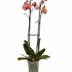 Schmetterlingsorchidee, Phalaenopsis hybrid, Blüte: orange, im Topf