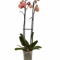 Schmetterlingsorchidee, Phalaenopsis hybrid, Blüte: orange, im Topf