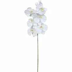 Seidenblume, Nachtfalter-Orchidee, weiß