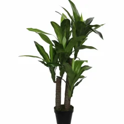 Topfpflanze »Mica Plants All Seasons«
