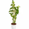 Traubenorchidee, Dendrobium Nobile, Blüte: weiß, im Topf