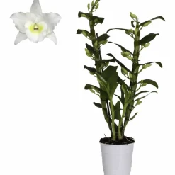 Traubenorchidee, Dendrobium Nobile, Blüte: weiß, im Topf