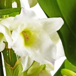 Traubenorchidee, Dendrobium Nobile, Blüte: weiß, im Topf