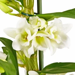 Traubenorchidee, Dendrobium Nobile, Blüte: weiß, im Topf