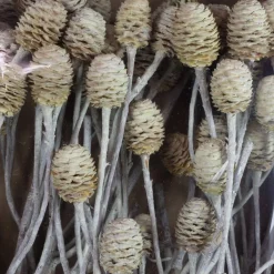 Trockenblumen