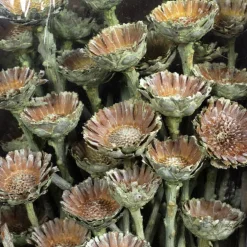 Trockenblumen