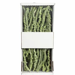 Trockenblumen