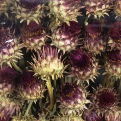 Trockenblumen »Artischocke«