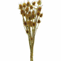 Trockenblumen »Distel«