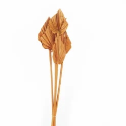 Trockenblumen »Palmspear«