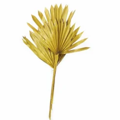 Trockenblumen »Palmsun«