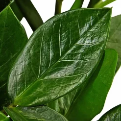 Zamie, Zamioculcas zamiifolia, im Kunststoff-Kulturtopf